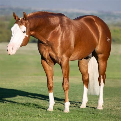 2005 red roan (High Brow Cat - Chers Shadow by Peptoboonsmal) Breeders The Roan Rangers of Weatherford, Texas Owner Rocking P Ranch LLC of Fort Worth, Texas Offspring Earnings 982,161 Money Earners 170 Average Earnings 5,777 No. . Top reining stallions 2023